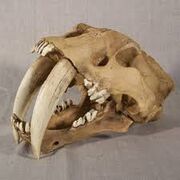 Craneo Smilodon.jpg
