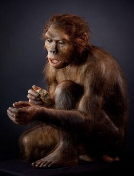 Homo habilis model.jpg