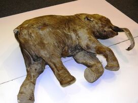 Mamut congelado
