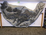 Stegosaurus DMNH 2818