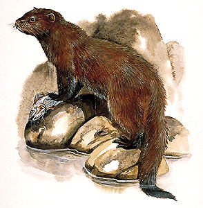 Sea Mink.jpg