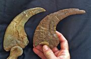 Utahraptor claws