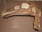 Ornithomimus skull.jpg