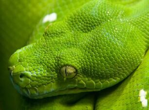 Snake2
