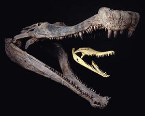 Sarcosuchus fossils