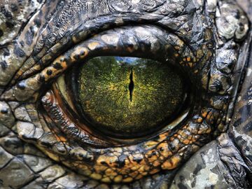 Primeval-0
