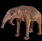 Deinotherium 1