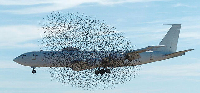File:Swarm.jpg