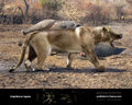 Thumbnail for version as of 10:49, November 26, 2011