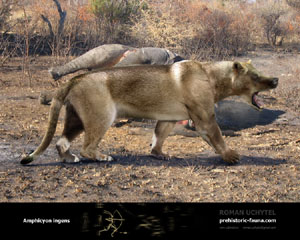 File:Amphicyon.jpg