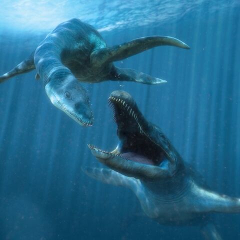 File:Predator X.jpg