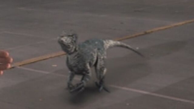 File:Velociraptor.jpg