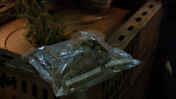 NW1x4Blake&SkeezersCannabis