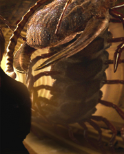 ArthropleuraPromo
