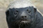 Honey Badger