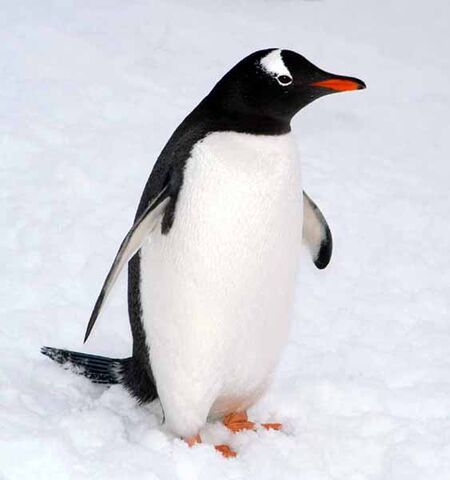 File:Penguin.jpg