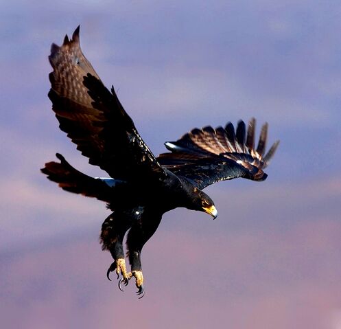 File:Black eagle2.jpg