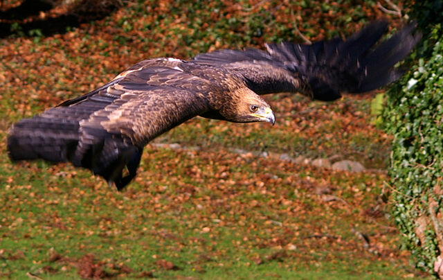 File:Eagle2.jpg