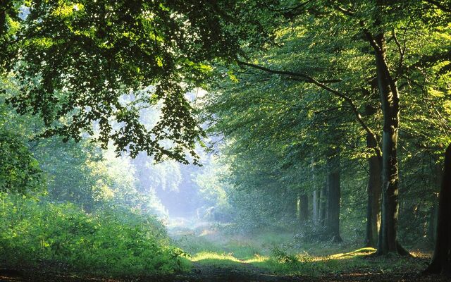 File:Forest-in-Germany.jpg