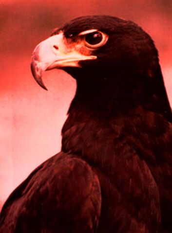 File:Black eagle.jpg