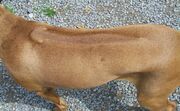 Rhodesian Ridgeback7.jpg