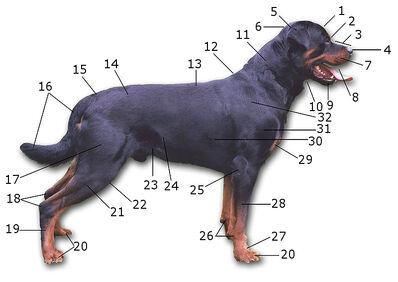 Anatomia 1.jpg