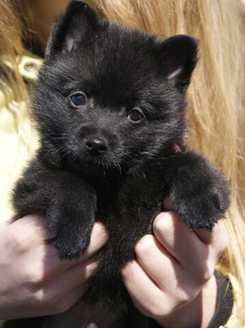 Plik:Schipperke 2.jpg
