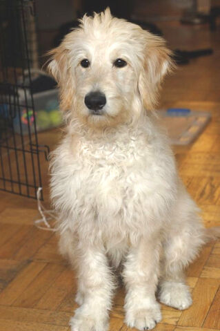 Plik:Goldendoodle puppy.jpg