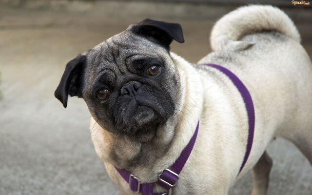 Plik:Mops.jpeg