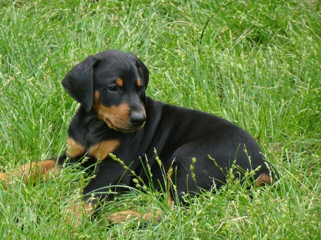 Plik:Doberman5.jpg