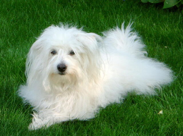 Plik:Coton.jpg