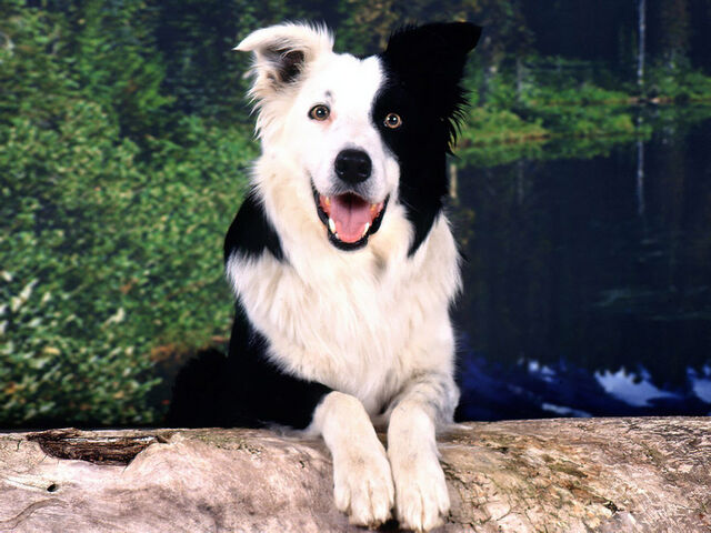 Plik:Border-Collie.jpg