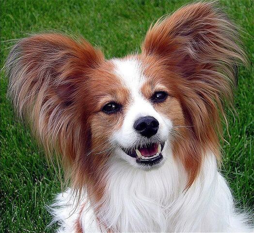 Plik:Papillon Ears.jpg