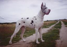 Plik:Dogn00.jpg