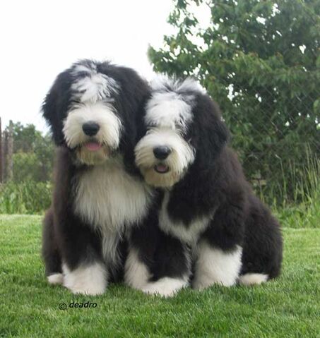 Plik:Bearded collie 4.jpg