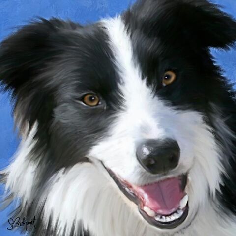 Plik:1-border-collie-sue-brehant.jpg