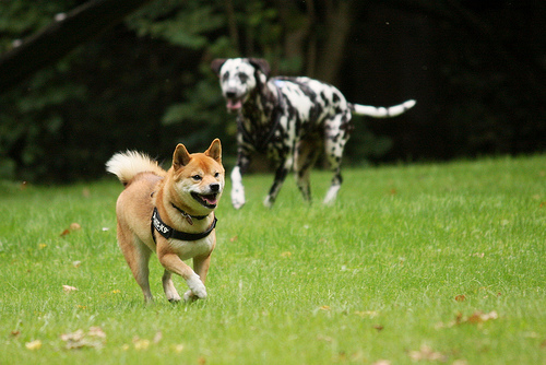 Plik:Kazumi und Angie.jpg