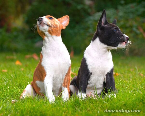 Plik:Basenji 5.jpg