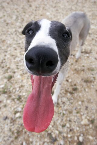 Plik:Whippet 7.jpg