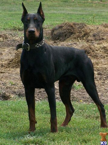 Plik:Doberman2.jpg