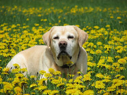 Labrador Retriver - Jespah in a dandelion sea.jpg