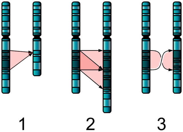 File:Single Chromosome Mutations.png