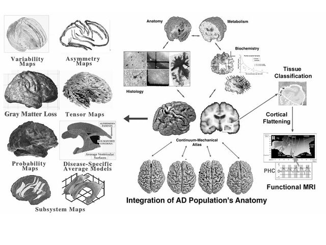 File:ComputationalBrainAtlas Image CCB.jpg
