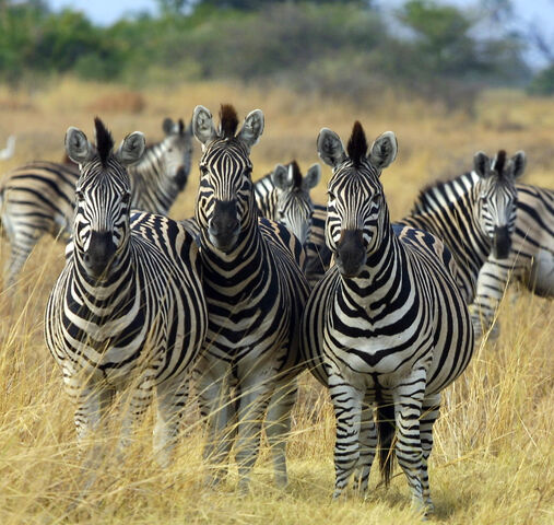 File:Zebra Botswana edit.jpg