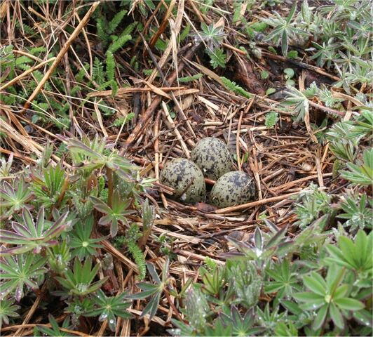 File:Nest Eggs.jpg