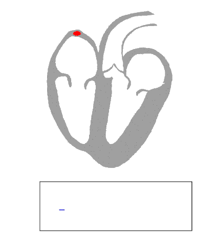 File:ECG Principle fast.gif