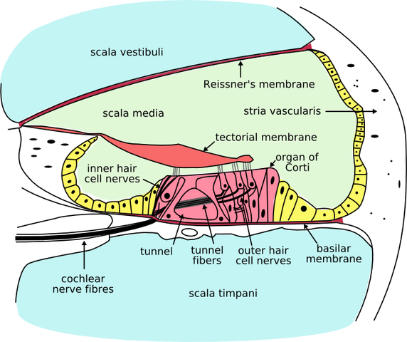 File:Cochlea-crosssection.png