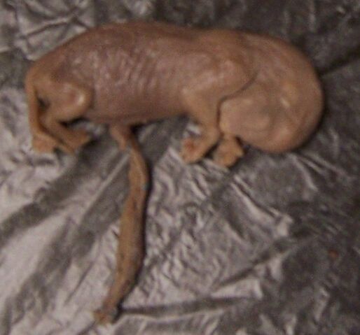 File:Cat fetus.jpg