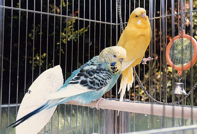 File:Budgie.two.750pix.jpg