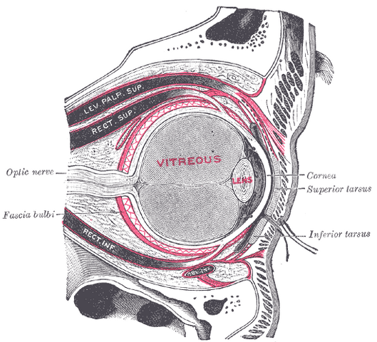 File:Gray891.png